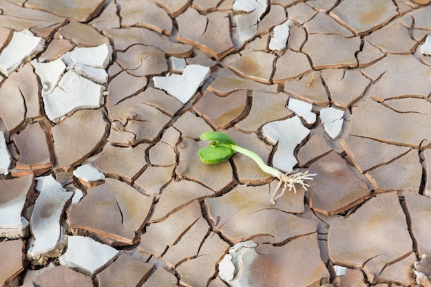 写真 枝の上の鳥の高角度の視点