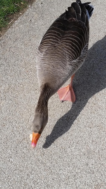 写真 床上の鳥の高角度の視点