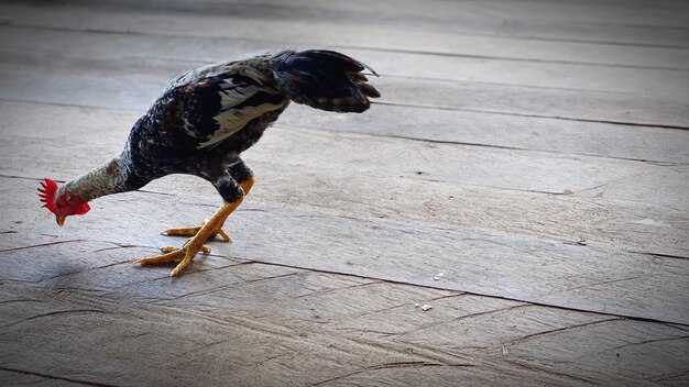 写真 歩道上の鳥の高角度の景色