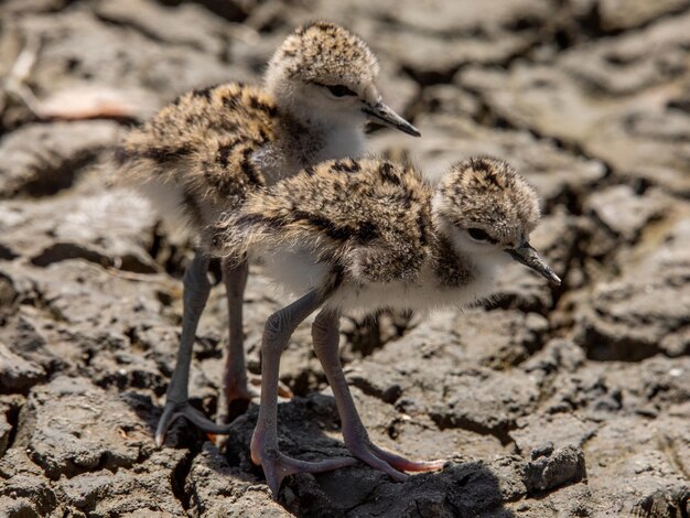 写真 地上からの鳥の高角度の視点