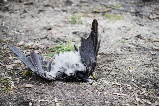 写真 陸上の鳥の高角度の視点