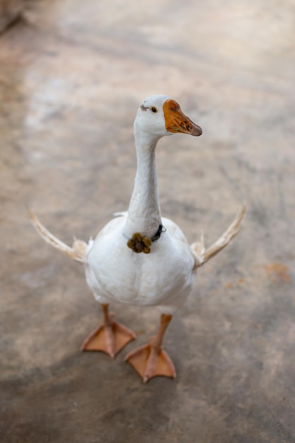 写真 陸上の鳥の高角度の視点