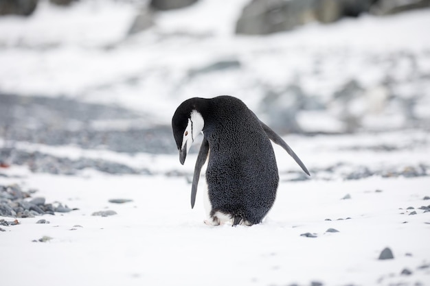 写真 雪に覆われた土地の鳥の高角度の景色