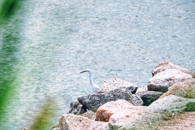 写真 海辺の岩の上に座っている鳥の高角度の景色