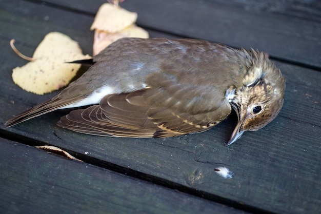 写真 木の上に座っている鳥の高角度の景色