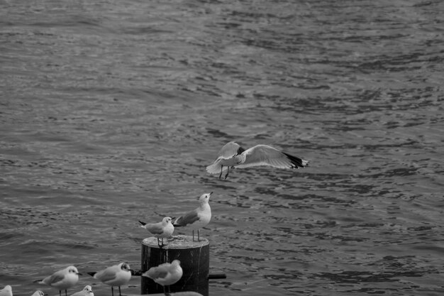 写真 海上の木の柱に座っている鳥の高角度の景色