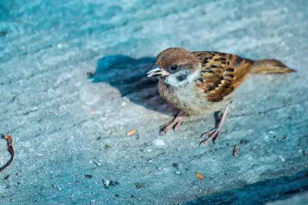 写真 鳥が座っている高角度の景色