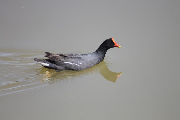 写真 湖で泳ぐ鳥の高角度の景色
