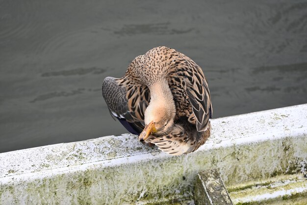 写真 高角度の鳥の視点