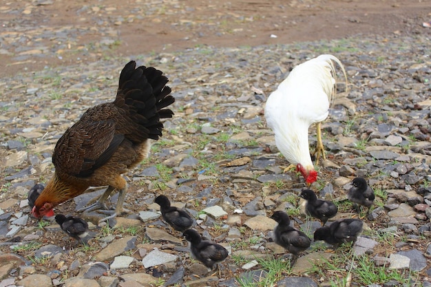 写真 地面上の鳥の高角度の視点