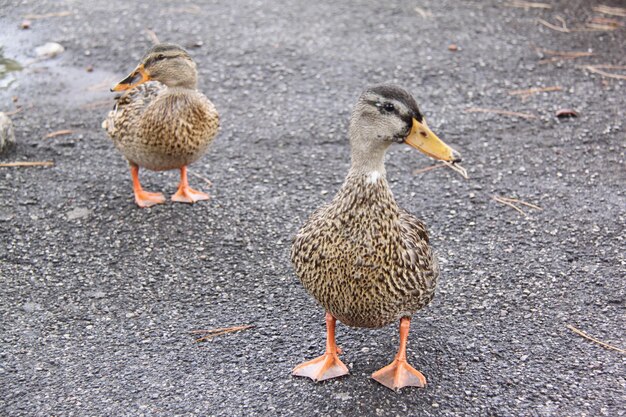 写真 道路上の鳥の高角度の眺め