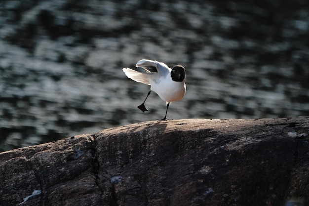 写真 岩の上に座っている黒頭のカメの高角度の眺め