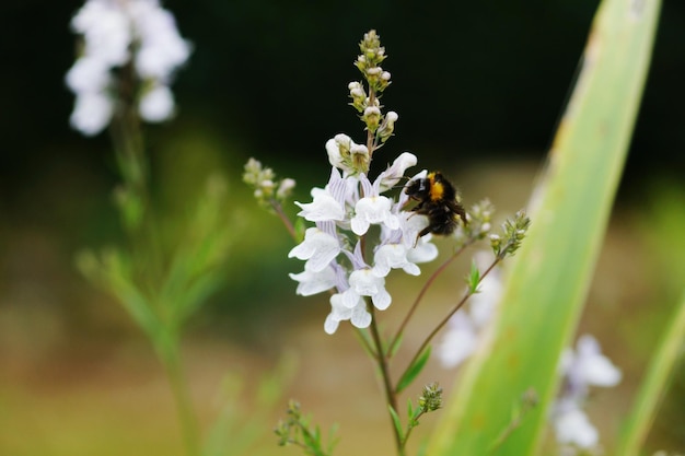 写真 白い花の上にあるハミツバチの高角度の眺め