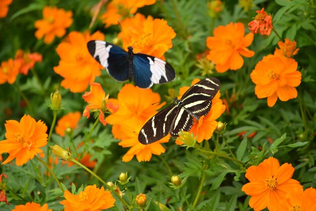 写真 オレンジの花に受粉する蝶の高角度の写真