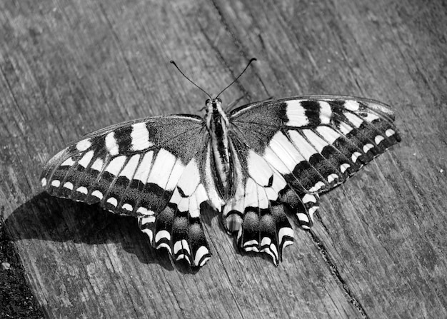 Фото Высокоугольный вид бабочки на доске