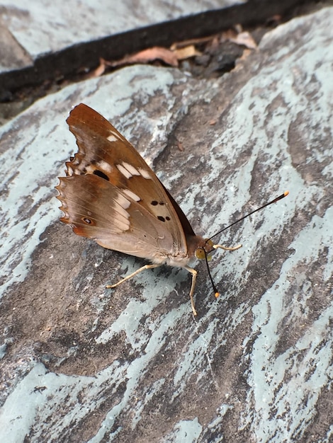 Фото Высокоугольный вид бабочки, сидящей на листе