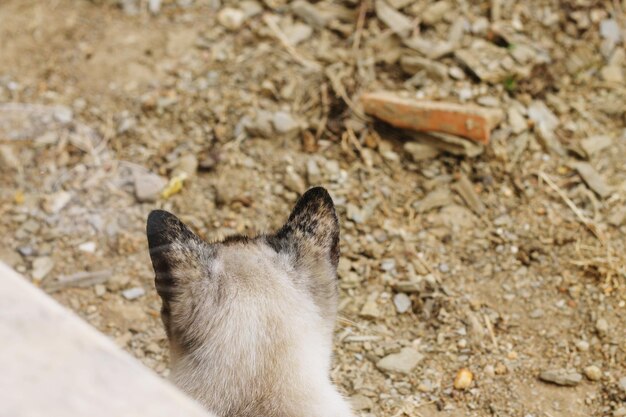 写真 フィールド上の猫の高角度の視点