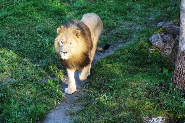 写真 フィールド上の猫の高角度の視点