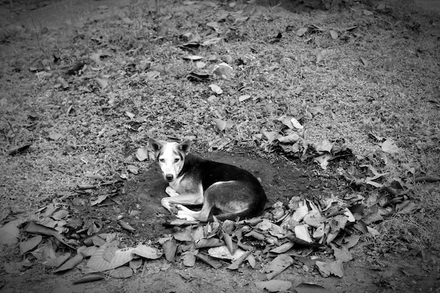 写真 野原でリラックスしている猫の高角度の景色