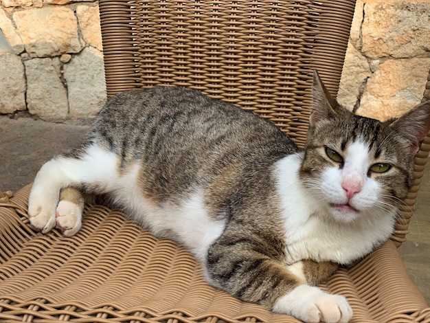 사진 바구니 에 고 있는 고양이 의 고각상