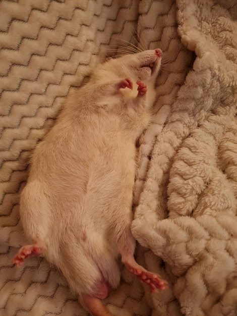 Фото Высокоугольный вид кошки, спящей на ковре