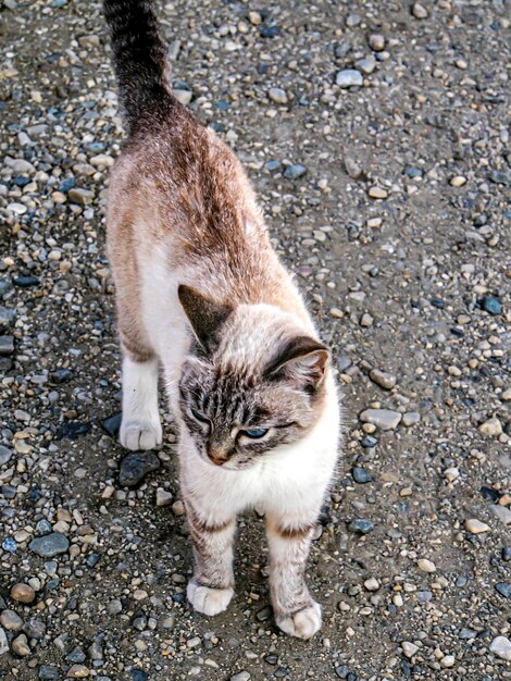 写真 道路に立っている猫の高角度の景色