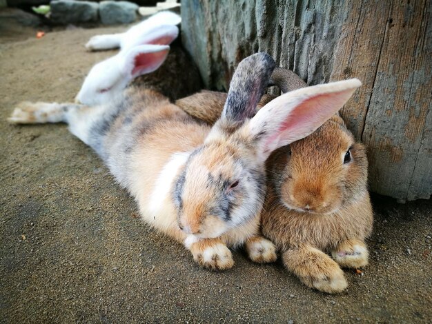 写真 猫の高角度の視点