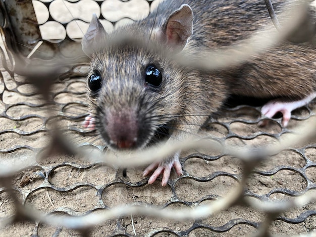 写真 猫の高角度の視点