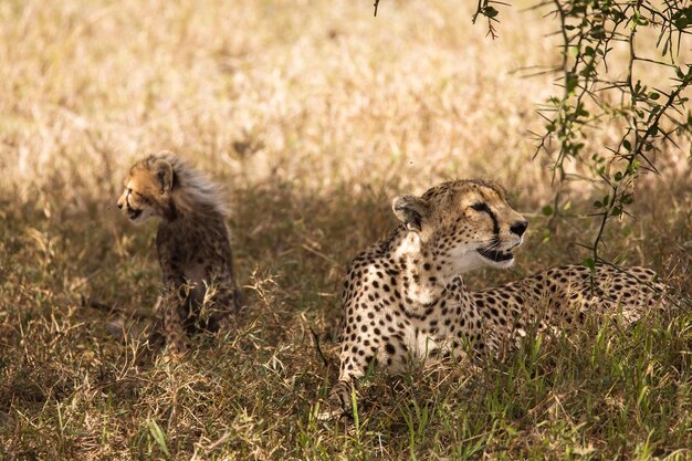 写真 野原の猫の高角度の写真