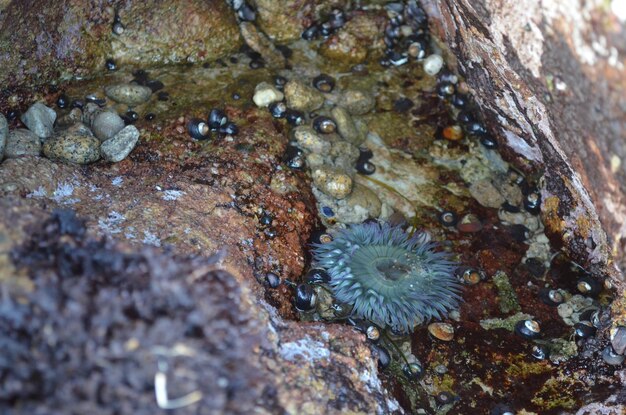 写真 海の岩の形成上のサンゴの高角度のビュー