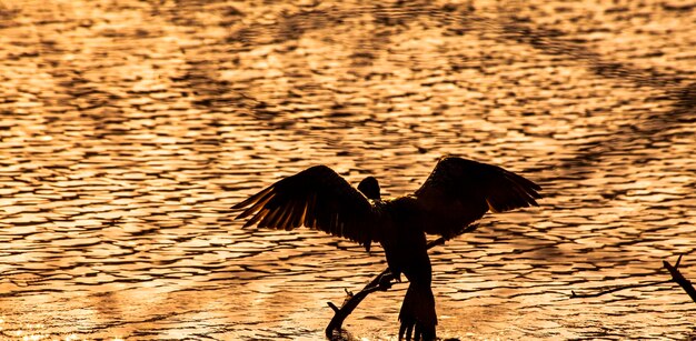 写真 湖のカモランの高角度の景色