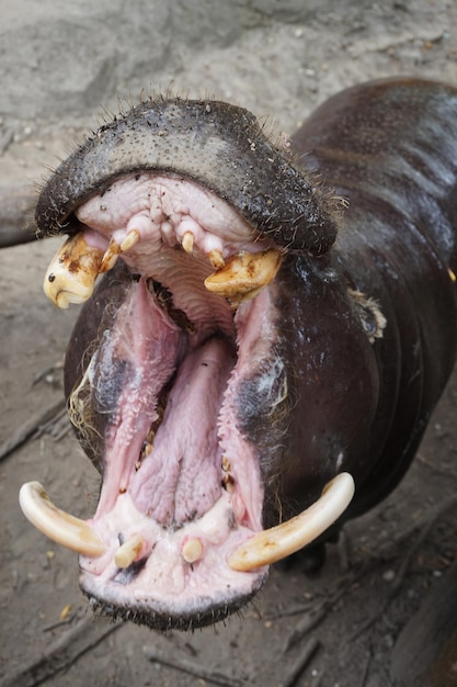 写真 食べ物を食べているカニの高角度の景色