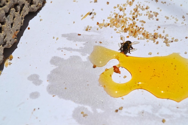 写真 水中のカニの高角度の眺め