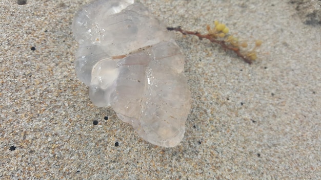 写真 浜辺の高角度のカニの景色