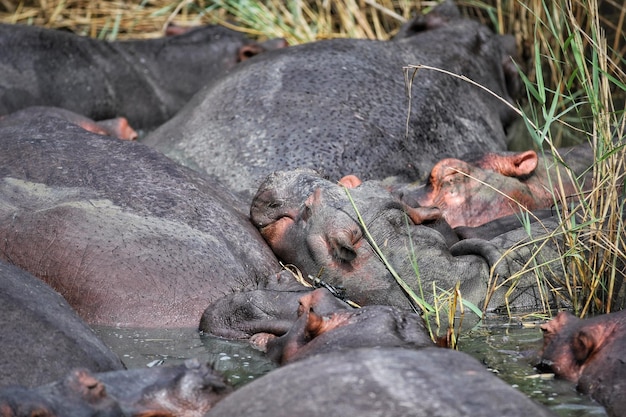 写真 岩の上にあるカニの高角度の眺め