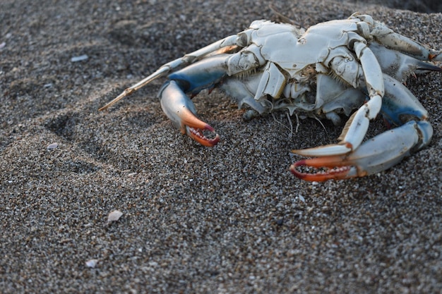 写真 砂上のカニの高角度の視点