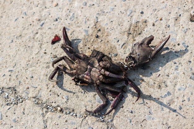 写真 砂上のカニの高角度の視点