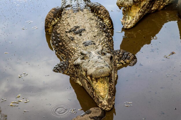 写真 湖のワニの高角度の景色