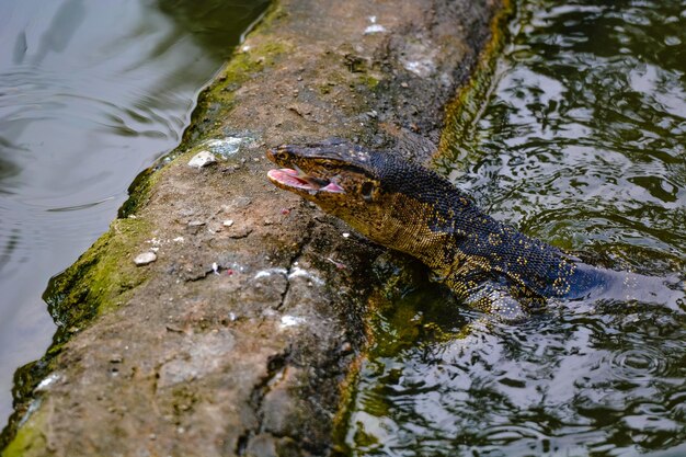 写真 湖のワニの高角度の景色