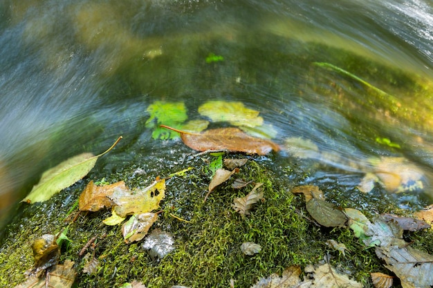 写真 水中のワニの高角度の写真