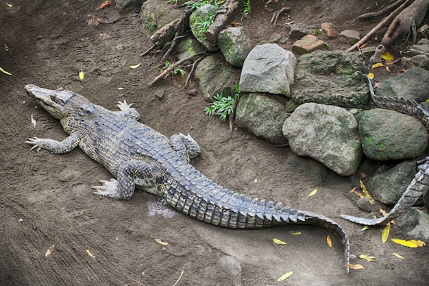 Фото Высокоугольный вид крокодила на суше