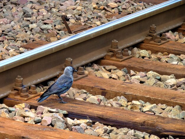 Фото Высокоугольный вид вороны, сидящей на железнодорожном пути