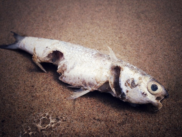 写真 ビーチの死んだ魚の高角度の景色