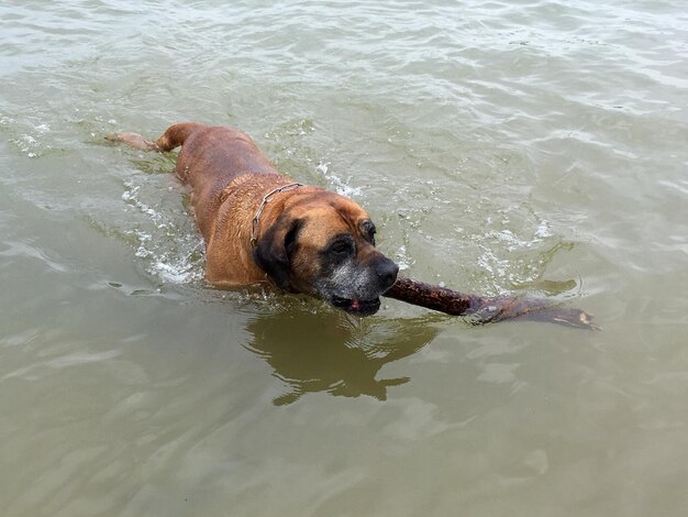 写真 湖で棒を運ぶ犬の高角度の写真