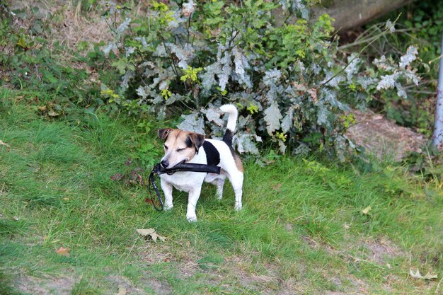 写真 フィールド上の犬の高角度の視点