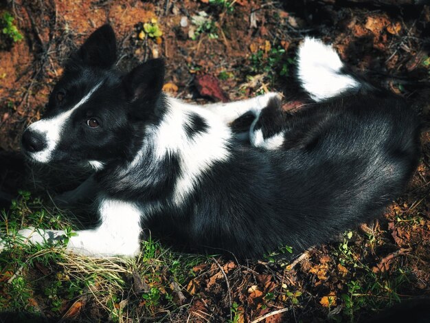 写真 フィールド上の犬の高角度の視点