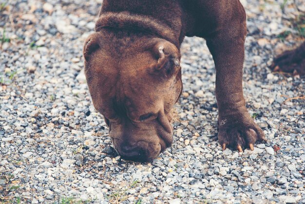 写真 野原での犬の高角度の視点