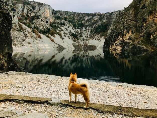 写真 岩の上にある犬の高角度の視点