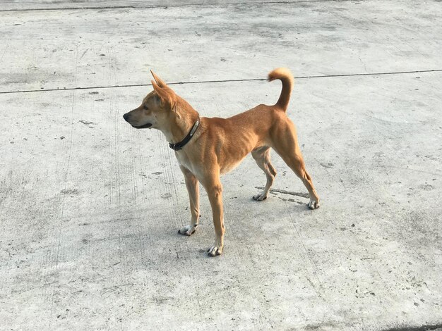 写真 通りの犬の高角度の視点