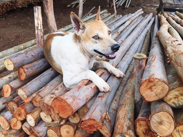 写真 木材の丸太の上に座っている犬の高角度の景色